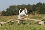 FOX TERRIER POIL LISSE 136